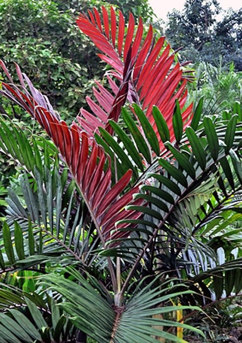 Exuberante Palmeira Lança Chamas, Chambeyronia macrocarpa