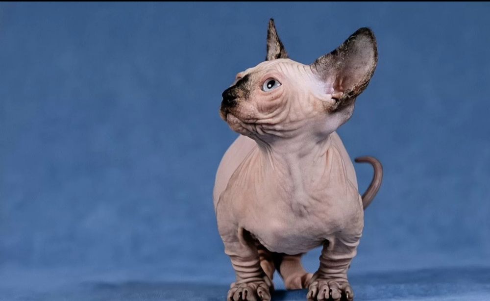 Канадский сфинкс. Бамбино