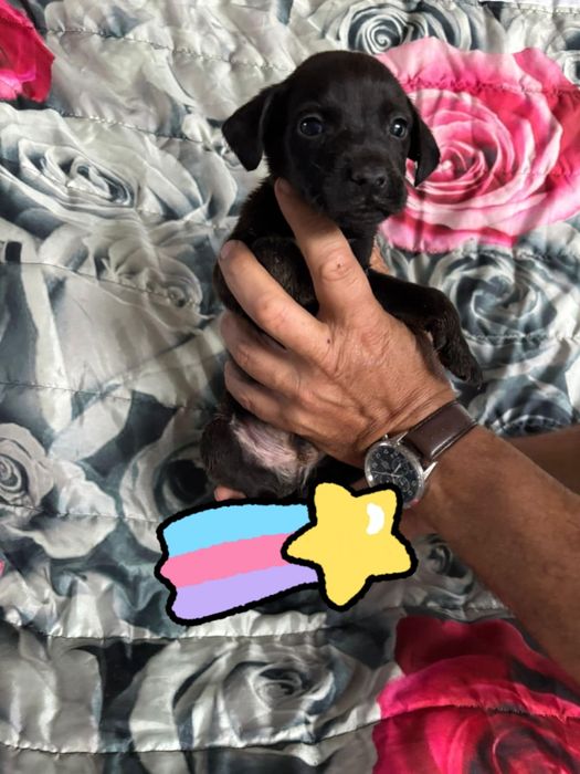 Billy para adoção muito responsável