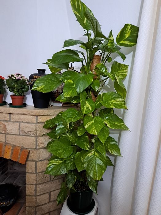 Planta Epipremnum aureum (jiboia)