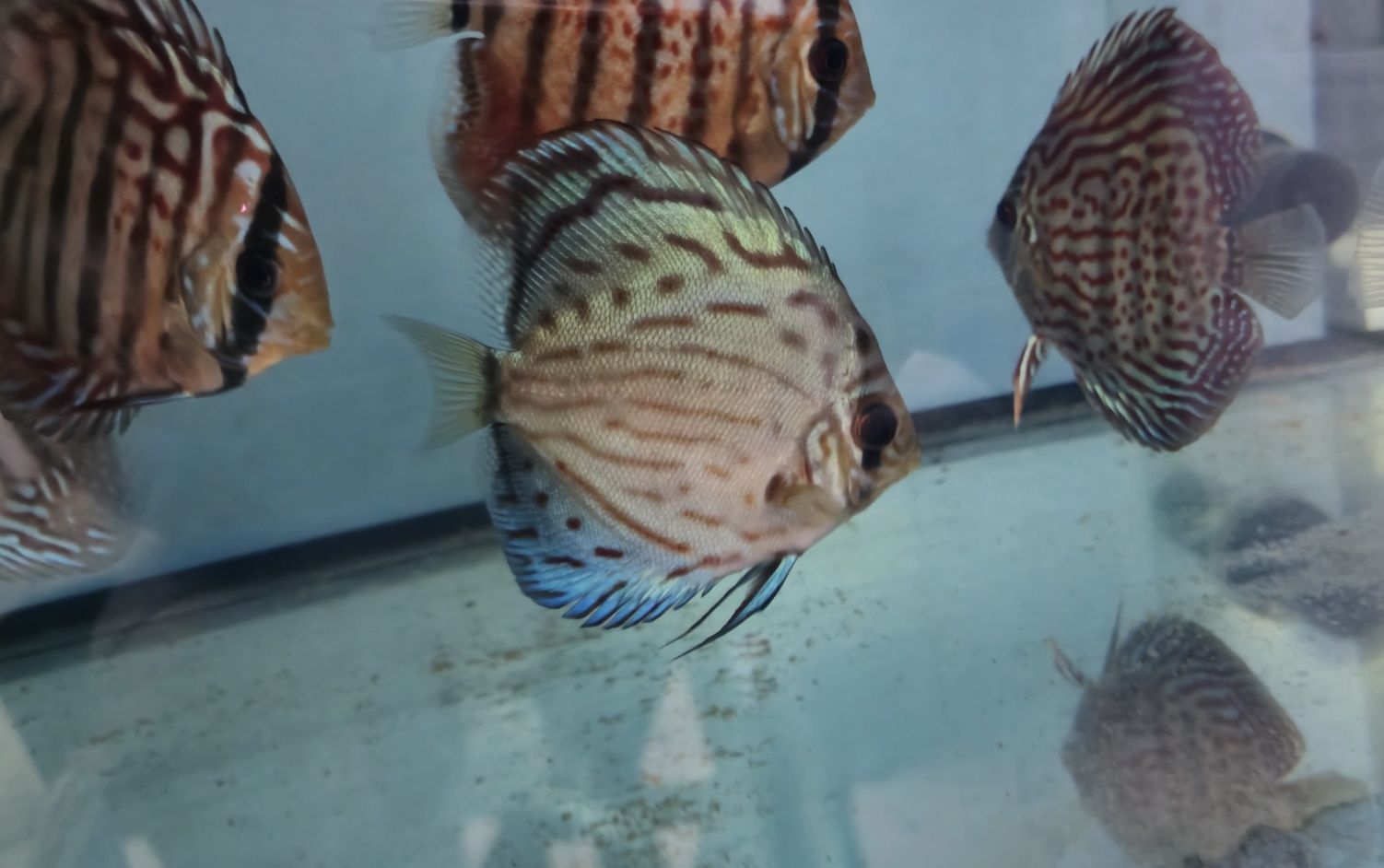 Pack 10 discus variados 8 a 12 cm