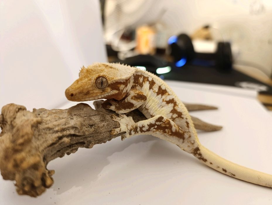 Gekon Orzęsiony dorosła samica