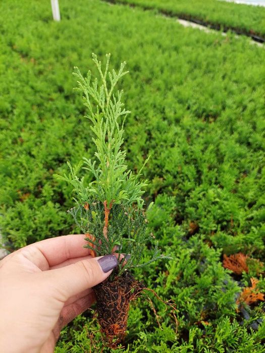 Tuja szmaragd Multiplat + Tuja p9