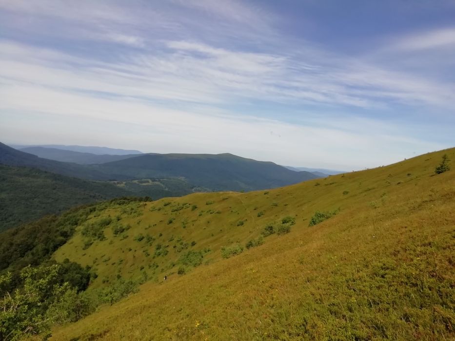 Чорниця сушена, карпатська (сушеная черника с Карпат),100 грам/220 грн