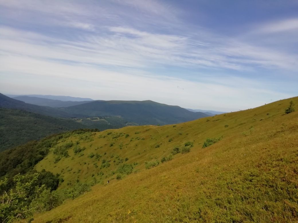 Чорниця сушена, карпатська (сушеная черника с Карпат),100 грам/120 грн