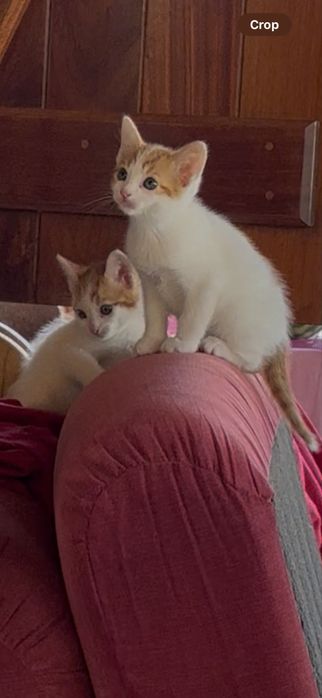 Gatinhos para adopcao responsabel