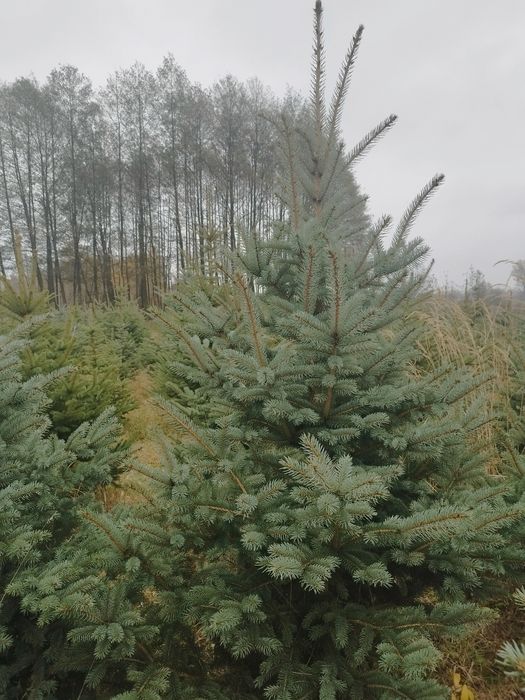 Świerk Srebrny Hurt i Detal