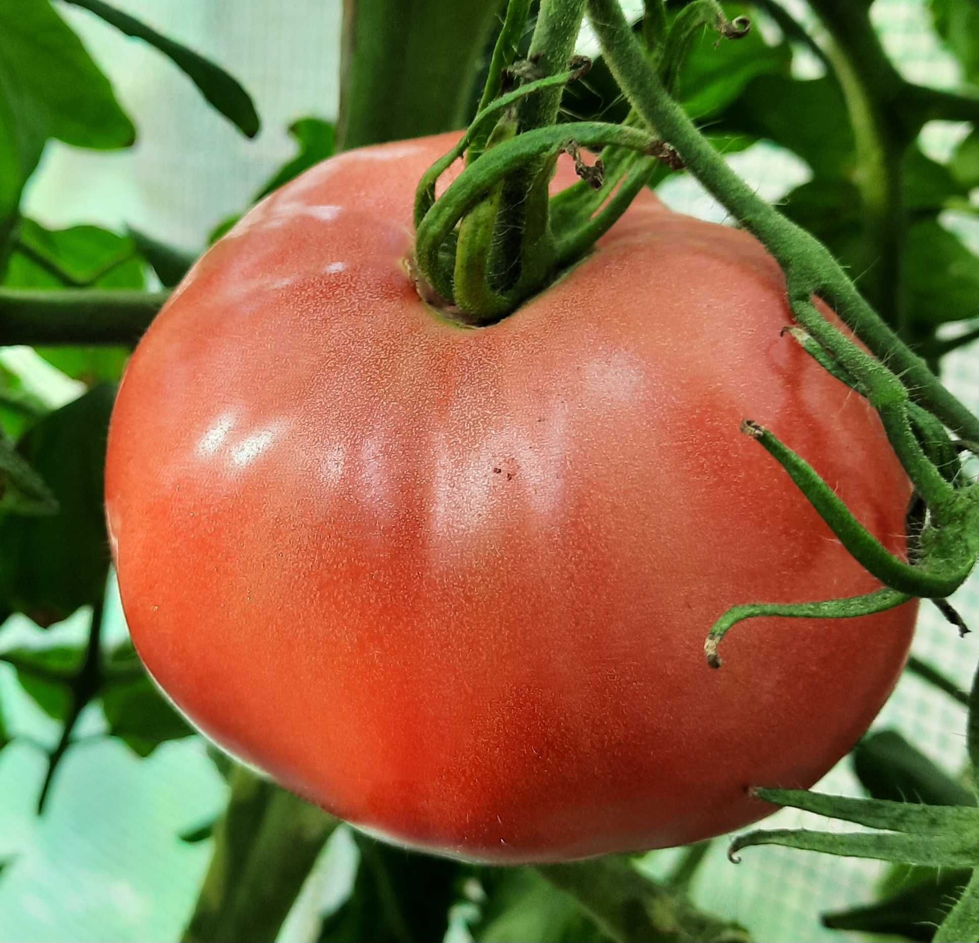 pomidor Faworyt nasiona kolekcjonerskie
