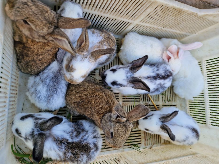Królica Olbrzym z młodymi 9 szt