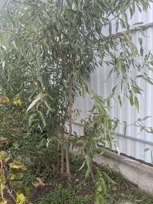 Продам вербу кучеряву