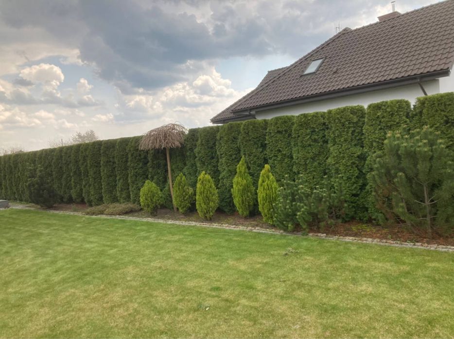 Uslugi ogrodnicze, koszenie trawy, ciecie zywopłotów, wycinka drzew