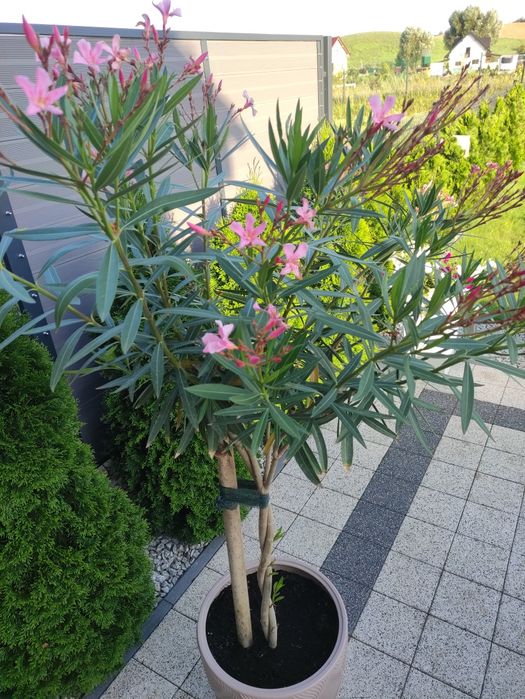 Oleander  pospolity roślina,