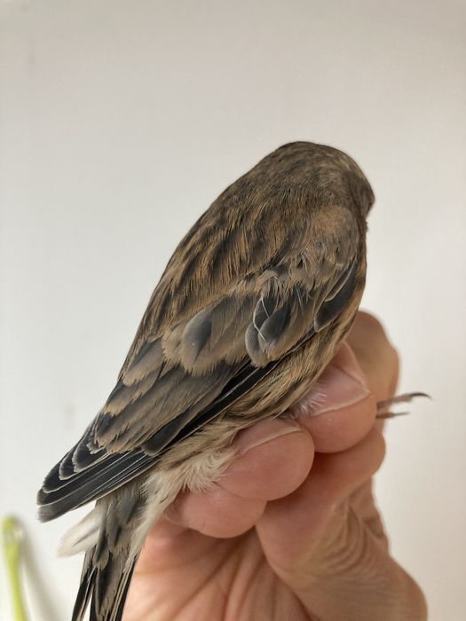 Hibrida ( femea ) pintarroxo x canaria