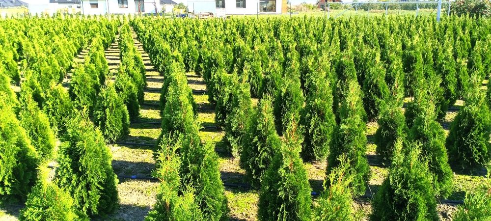 Sprzedam Tuje Szmaragd 180cm.