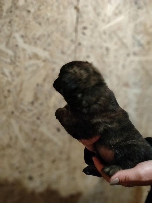 Piękne bąbelki do adopcji