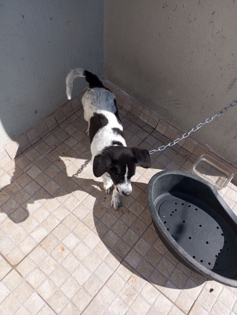 Da se cachorro sem raça
