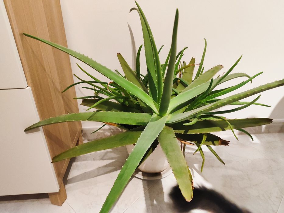 Vendo Aloevera Babosa