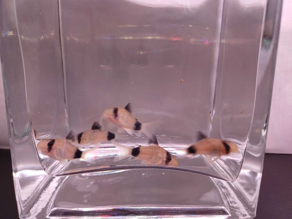 Kirysek corydoras panda