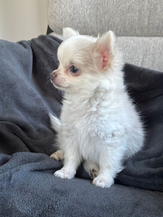 Śliczny długowłosy piesek chihuahua FCI ZkwP