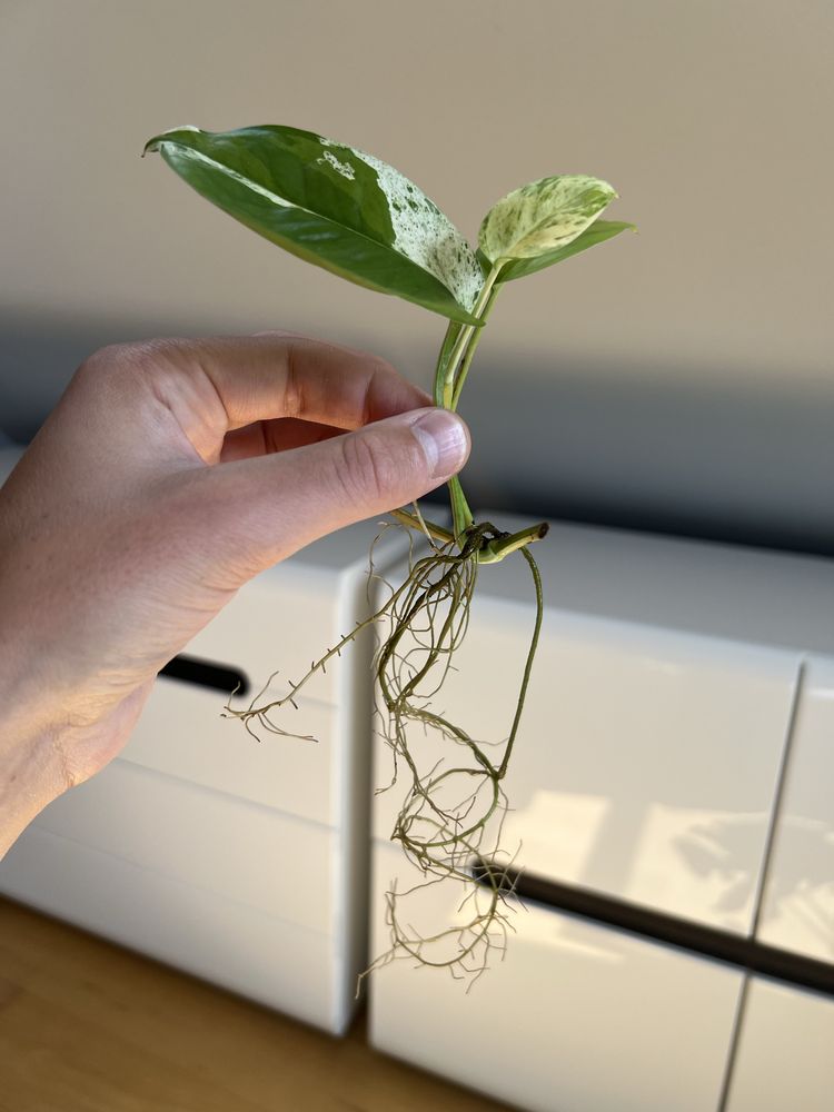 Epipremnum Pinnatum Marble