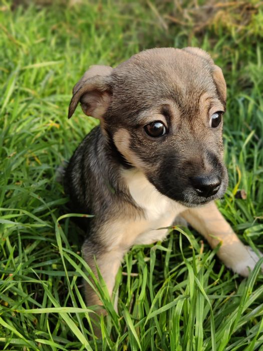 Цуценята 1,5 місяці