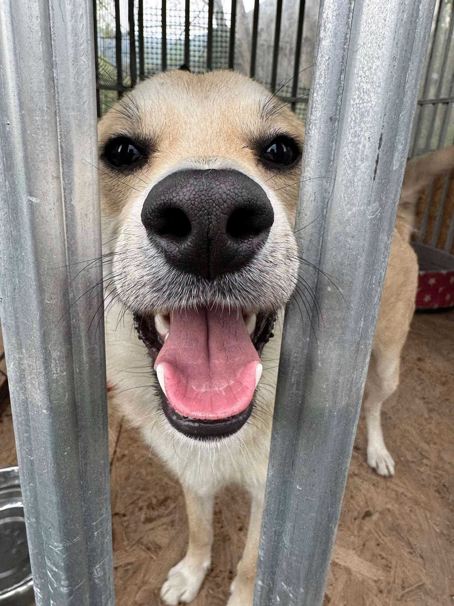 Słodziak do adopcji