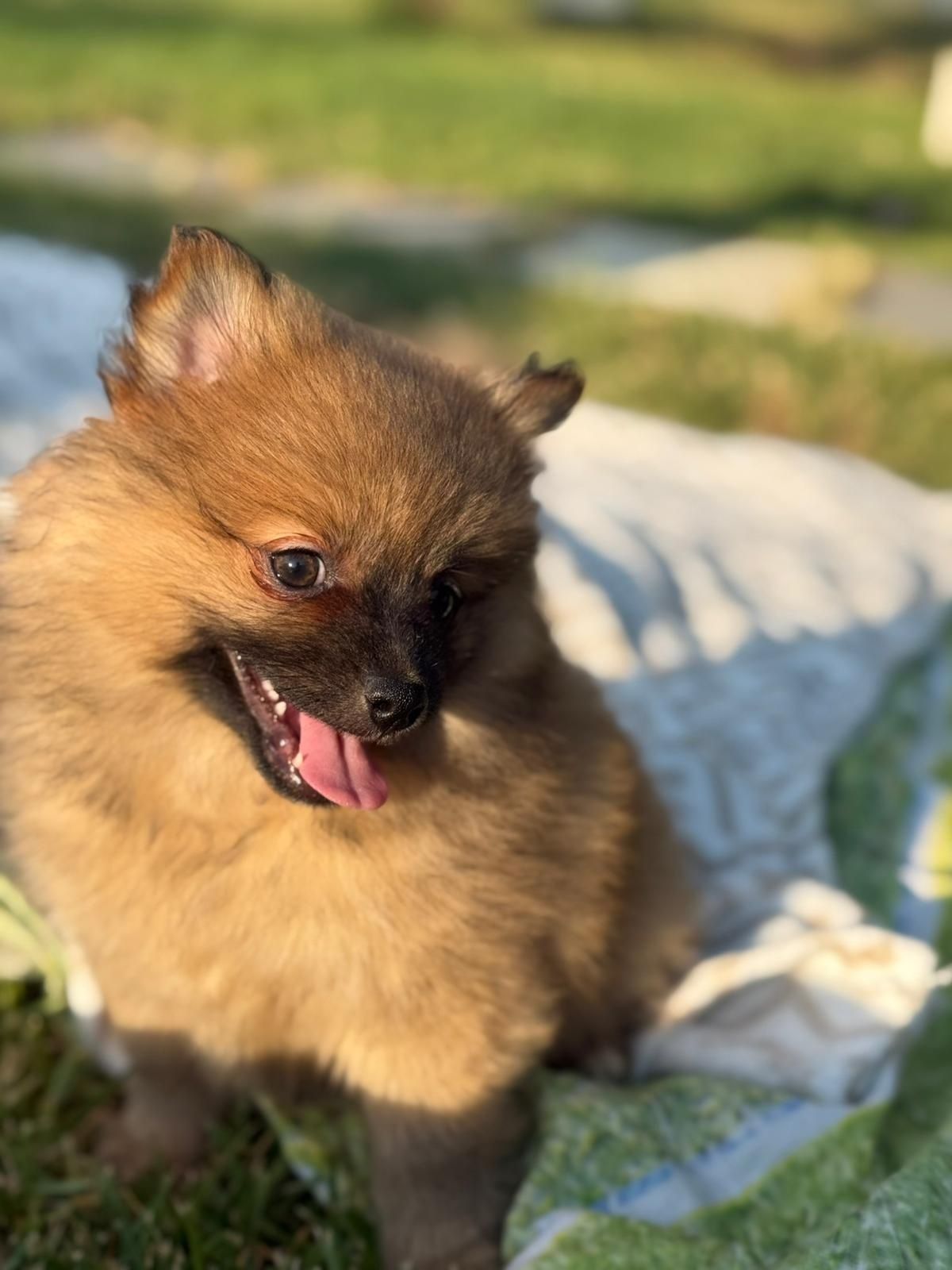 Lulu da Pomerânia  menino Mini