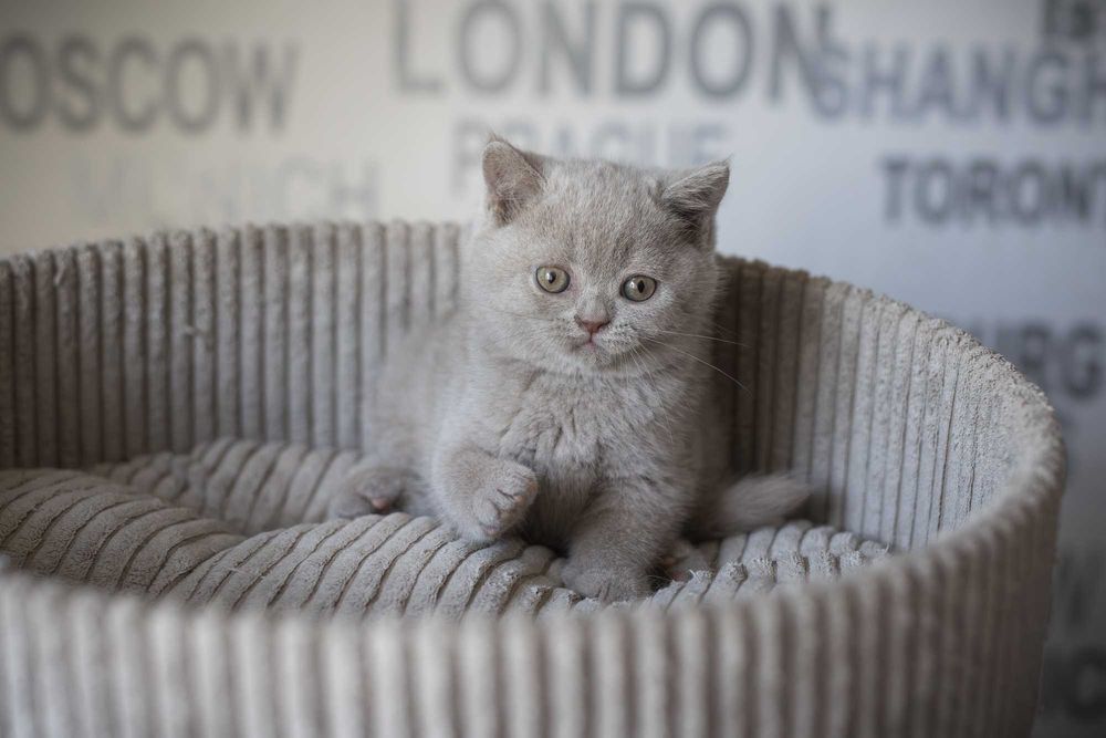 Brytyjski Krótkowłosy - Krótkowłosa Płowa - Tęczowy Agat - Miot M -089