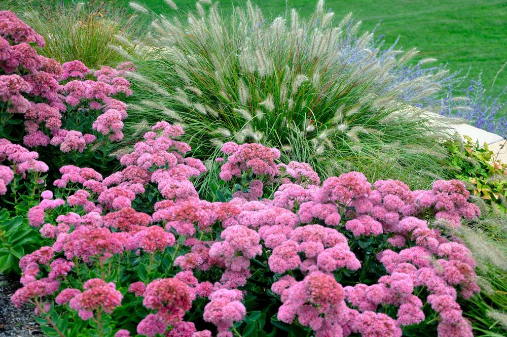 растения для вашего сада