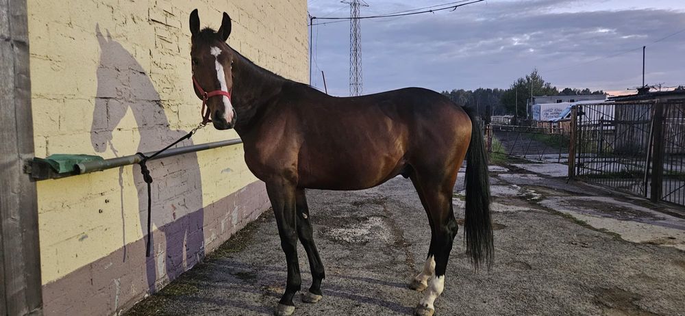 2,5 letni wałach