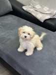 ‼️Exclusive‼️Мальтипу белый от титулованных родителей maltipoo f1