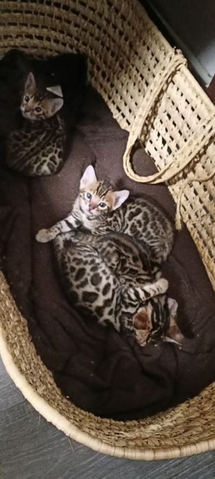 Бенгальські кошенята