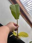 Filodendron Malay gold ukorzeniony