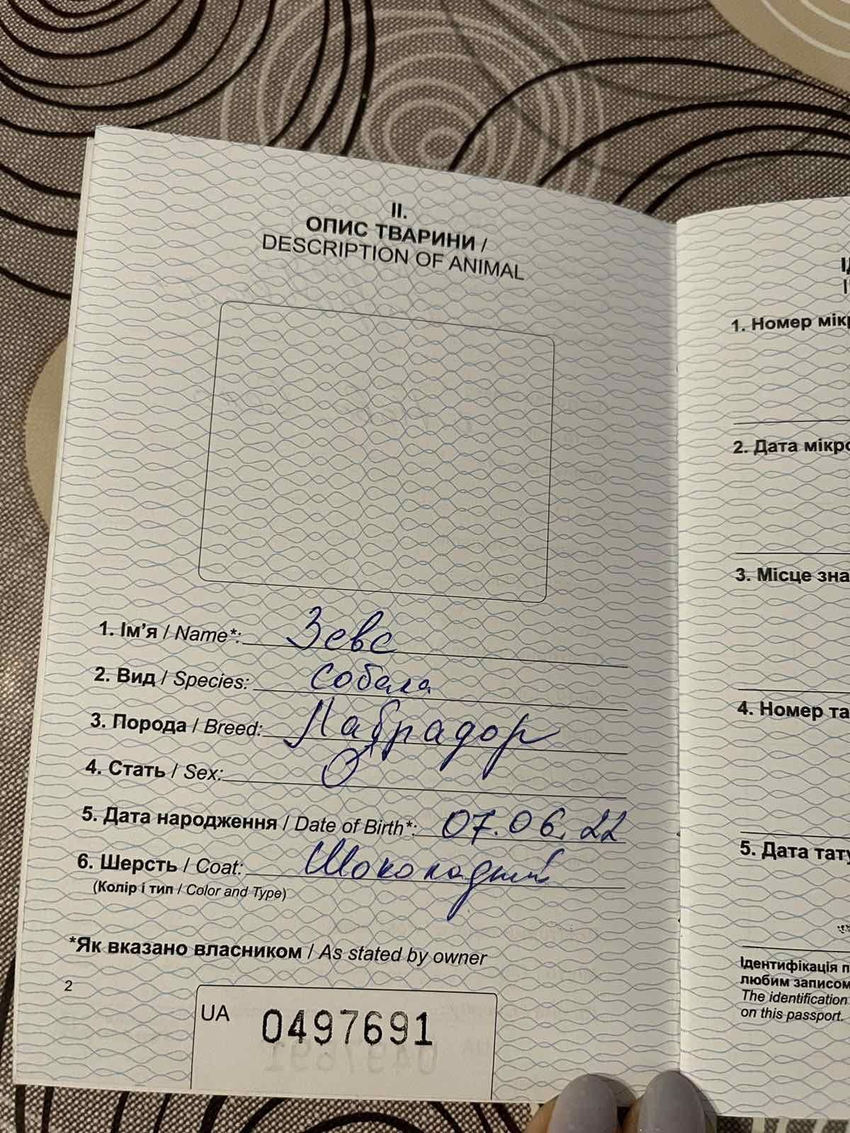 Продається  Лабрадор