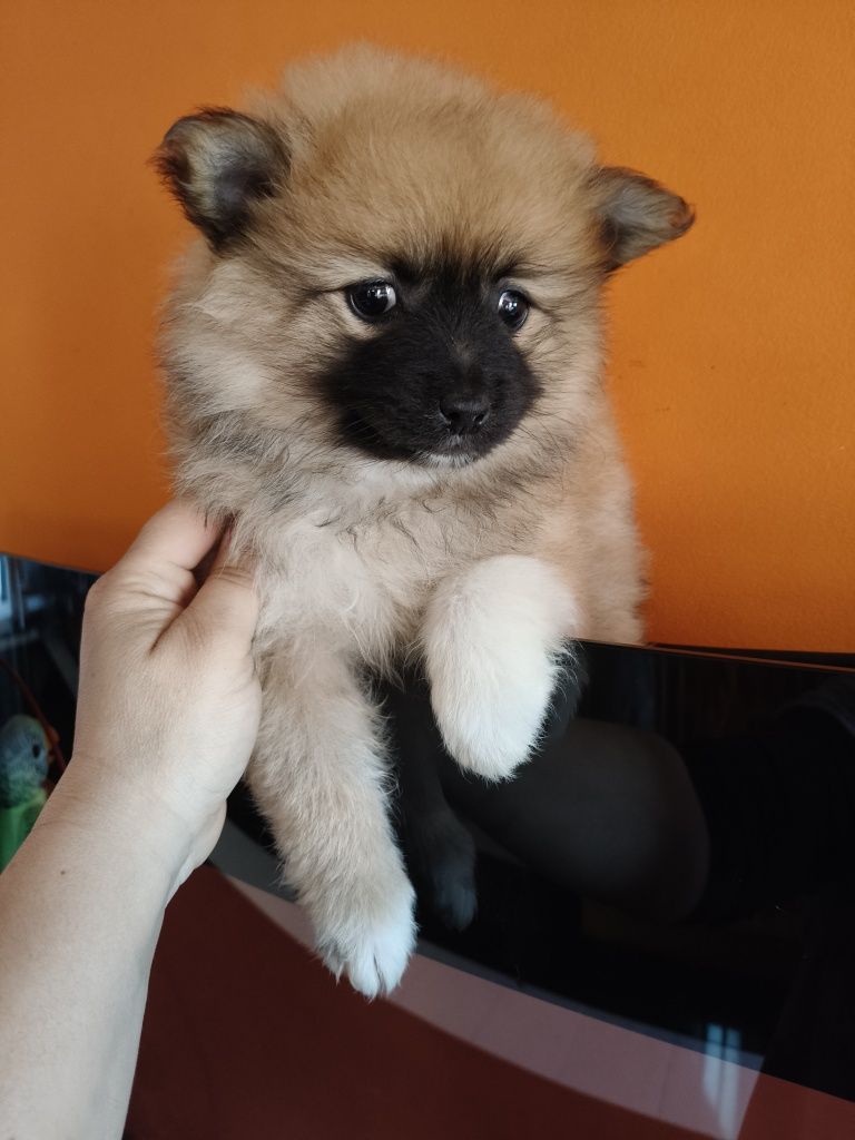 Spitz alemão menina