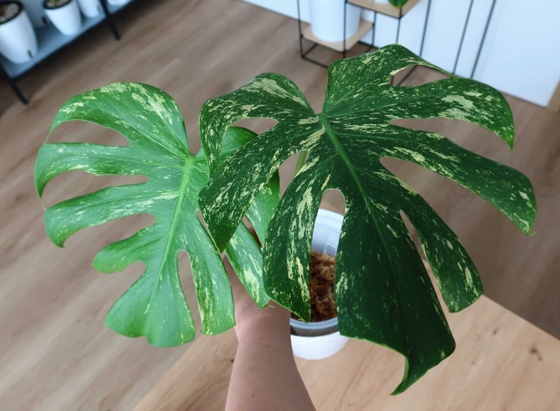 Monstera Mint - piękny, duży szczyt!