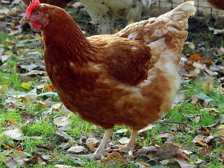 Кури породи Ломан Браун4, 5 мес.молоденька