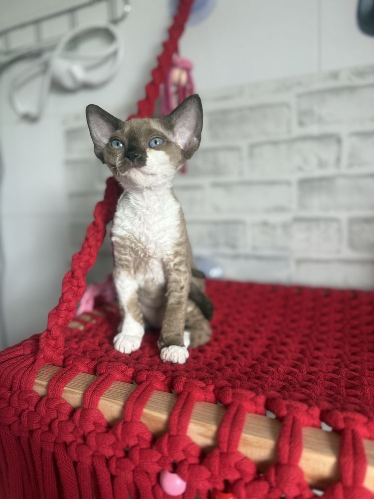 Kotka Devon Rex JELLY
