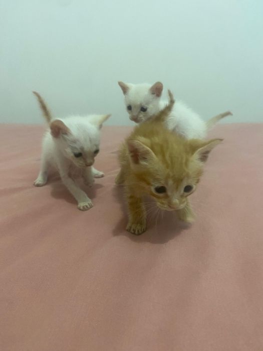 Dou gatinhos bebés