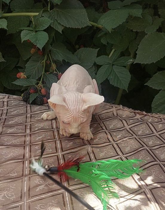 Голубоглазый котёнок сфинкс