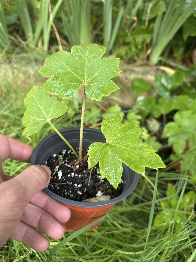 Tetrapanax papyrifer – Planta rara e ornamental