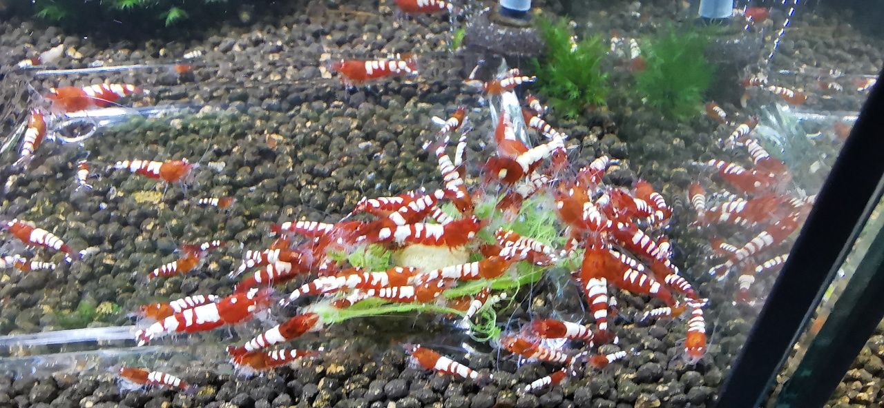 Camarões Black Pinto Multistripes mix/Red pinto Multistripes/zebras