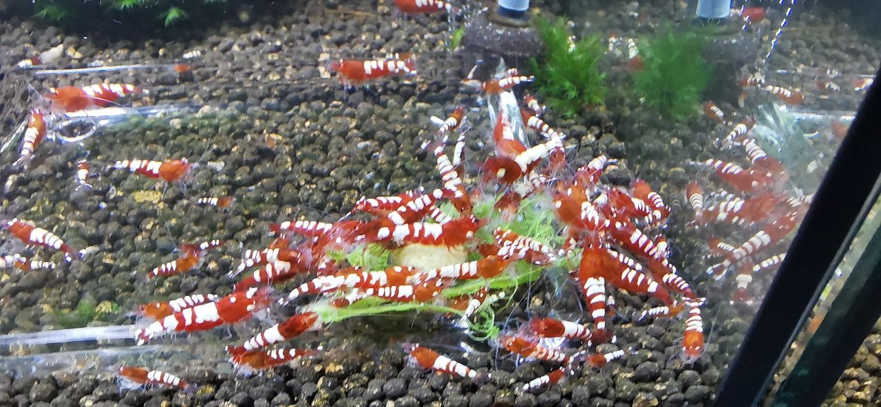 Camarões Red Pinto Multistripes mix/Black pinto - SHRIMPVILLA