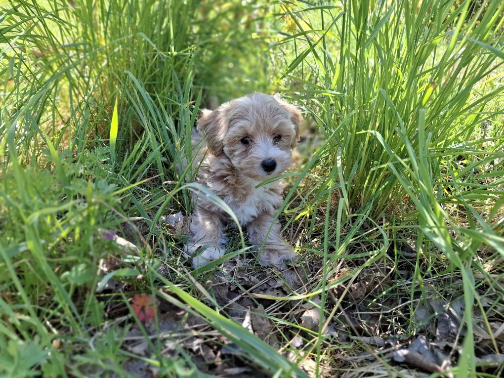 Maltipoo szczeniaki