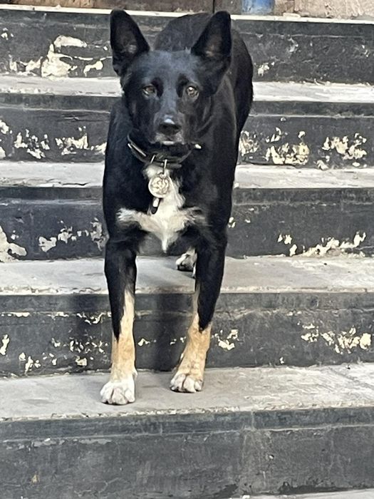 Замечена собака, пр. Гагарина