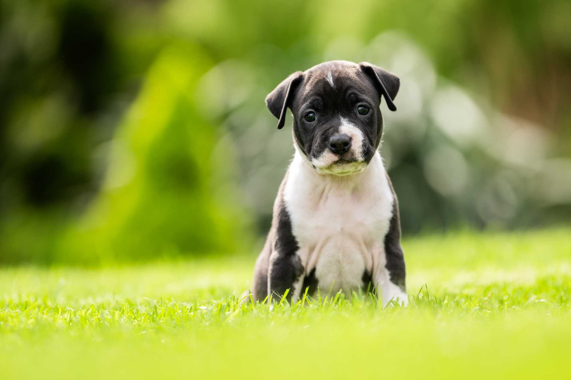 American Staffordshire terrier Amstaff ZKwP FCI