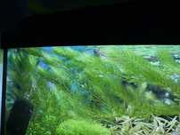 Rogatek sztywny (Ceratophyllum demersum)