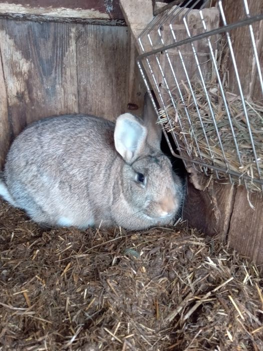 Króliki na kury nioski