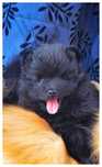 Szpic miniaturowy pomeranian czarny