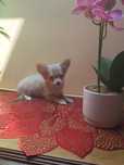 Chihuahua Piesek